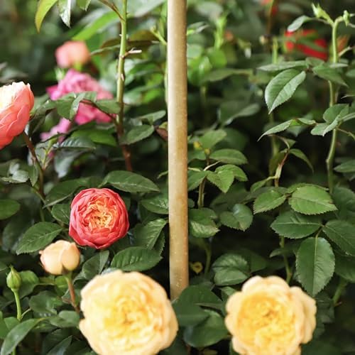 Natural Bamboo Plant Stake(6FT 30Pcs) Sturdy Bamboo Poles, Durable Plant Bamboo Stake, Garden Climbing Plant Bracket.