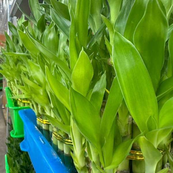 Live Two Tier Lucky Bamboo Plant - Bundle of 15 Stalks - Easy to Grow, Air Purifying, Live Indoor Houseplants Flowers for Home Office Wedding Decor & Giftable