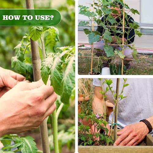 Jollybower 30pcs 3/10" D Thicker Heavy Duty Bamboo Stakes, 2FT Plant Stakes, Natural Garden Stakes for Tomato, Bean, Flowers,Trees Potted and Climbing Plant Support