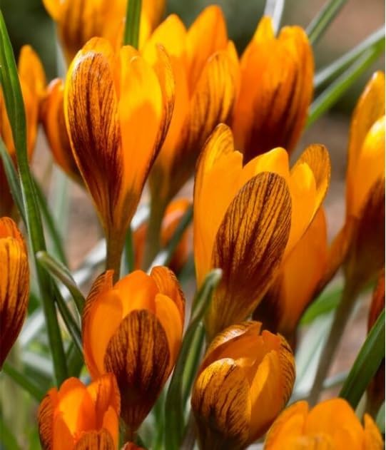 Orange Monarch Crocus Bulbs for Planting, Stunning Orange is a Rare Sight in Early Spring (30 Bulbs)