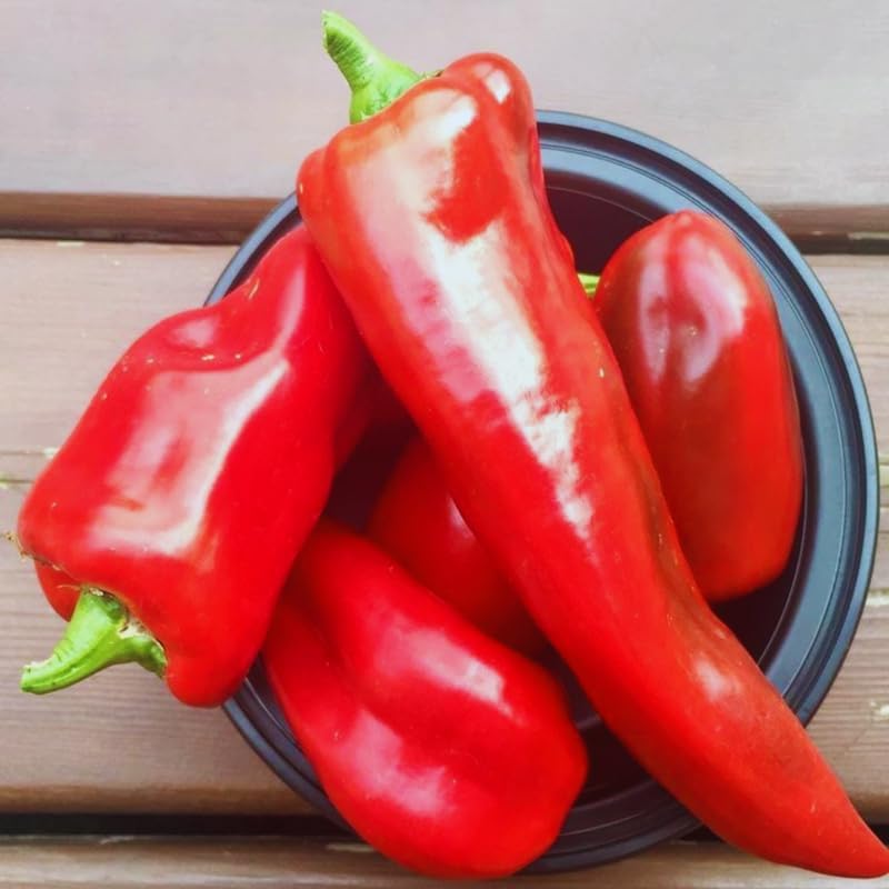 Set 2 Red Long and Hot Pepper Live Plants, 90 Days Old Live Pepper Chili Plant for Spring Planting