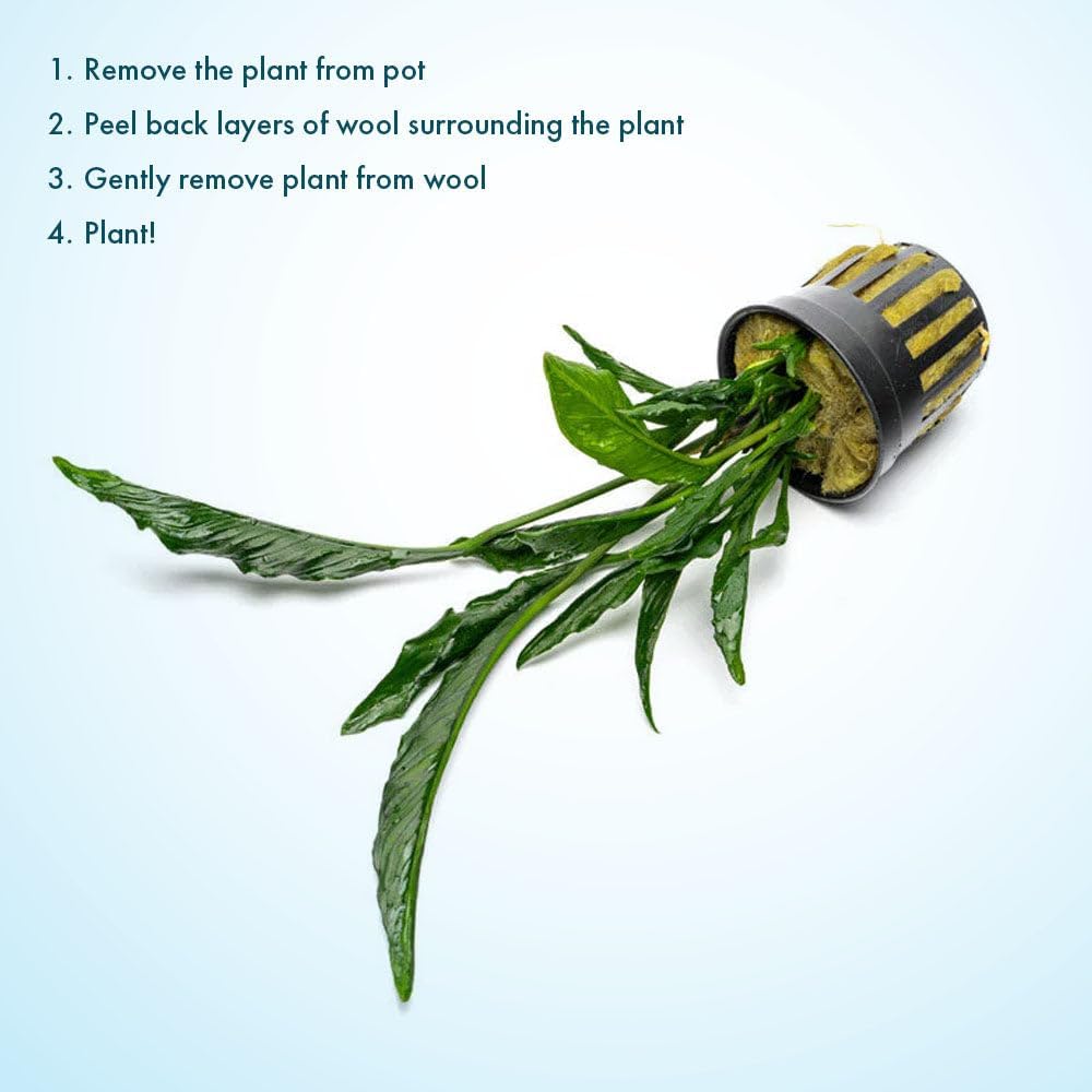 Live Jungle Plants - Anubias Heterophylla ‘Supernova’ - Large Leaf Rhizome Plant for Midground to Background Freshwater Aquascapes, Low Light Accent - Pot