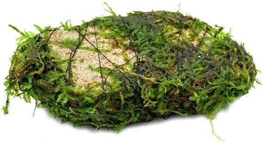 Live Aquarium Plants on Driftwood, Lava Rock, Moss Mat - Freshwater Fish Tank Plants (Christmas Moss on Lava Stone)