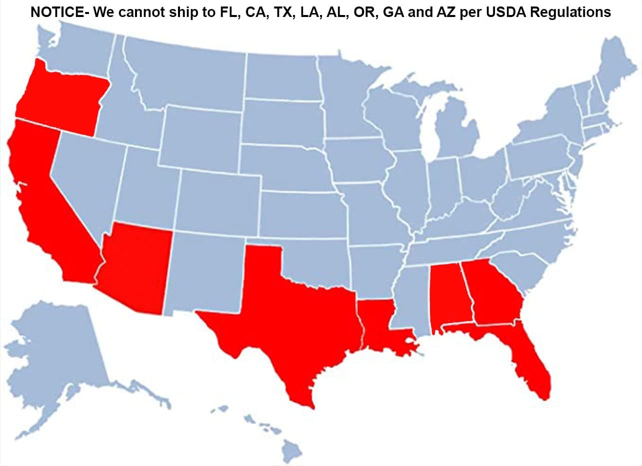 Brighter Blooms - Owari Satsuma Mandarin Tree, 3-4 ft, - No Shipping To AL, AZ, CA, FL, GA, LA, OR, TX, MS