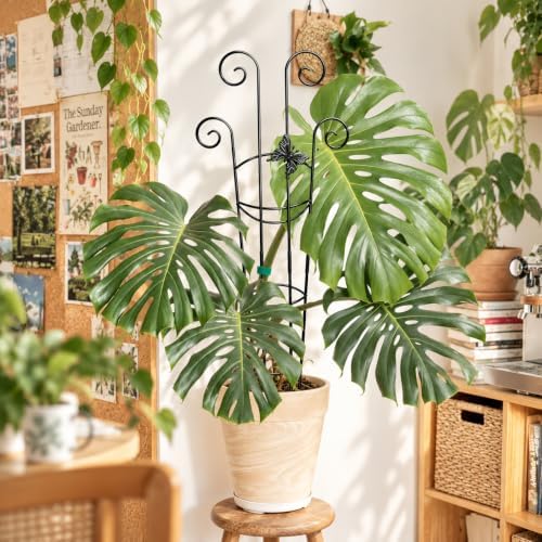 Coomin 32.6in Monstera Plant Support Trellis With One Butterfly, 4P