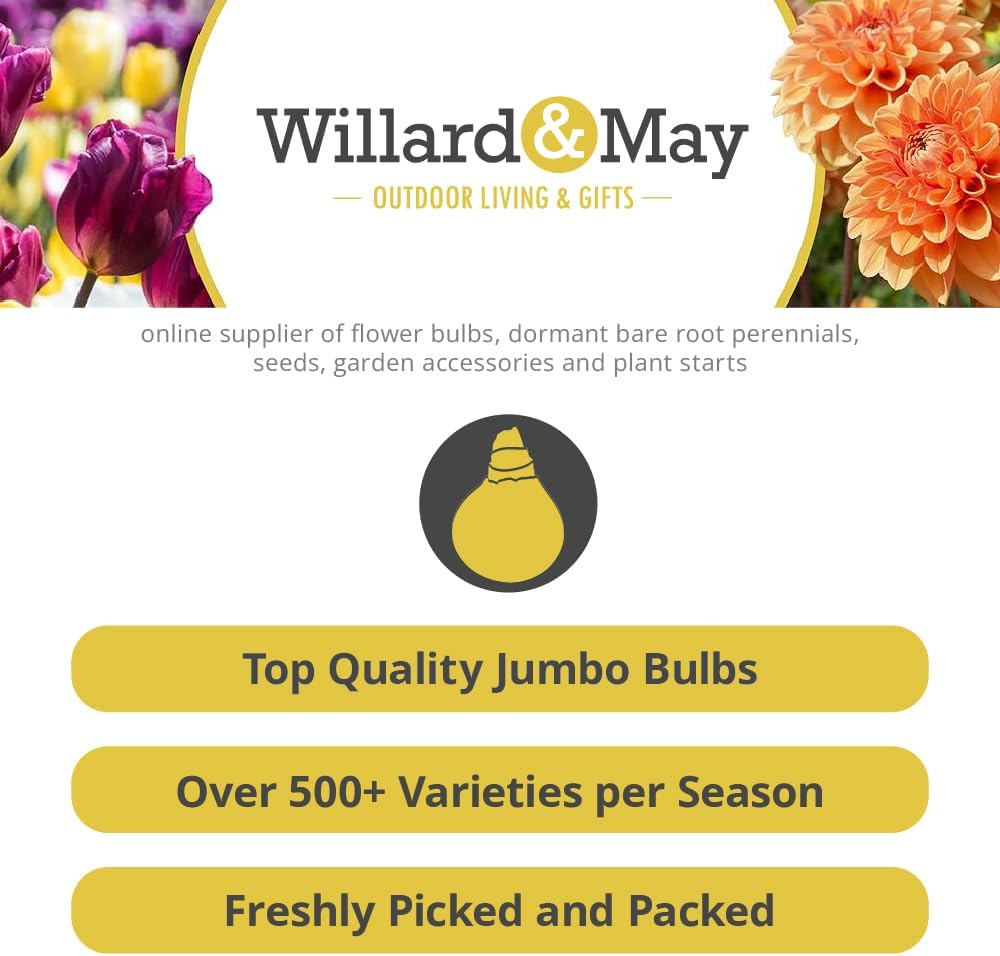 Red Tulips Darwin Hybrids (25 Bulbs) - Red Van Eijk Tulip Bulbs - Perennial Bulbs by Willard & May