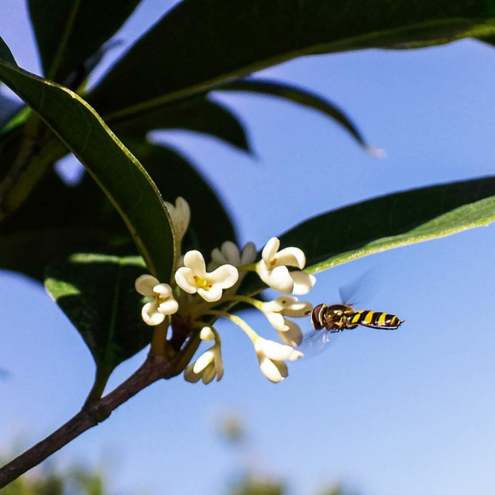 Perfect Plants Tea Olive Live Plant, 7 gallon, Includes Care Guide