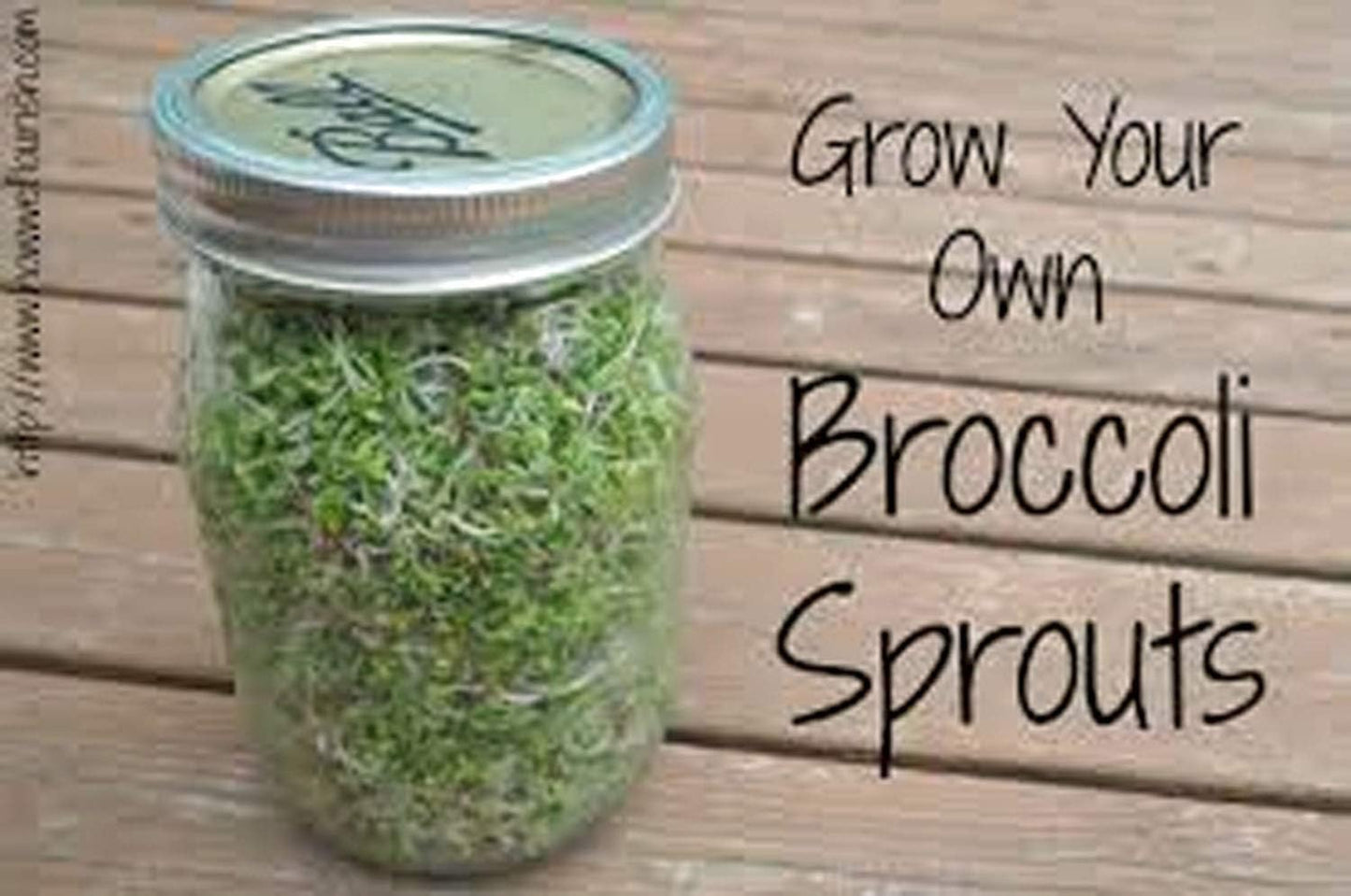 Broccoli Seeds for Sprouting Sprouts Microgreens (8 oz of Pure Seed. Country Creek LLC. Brand.