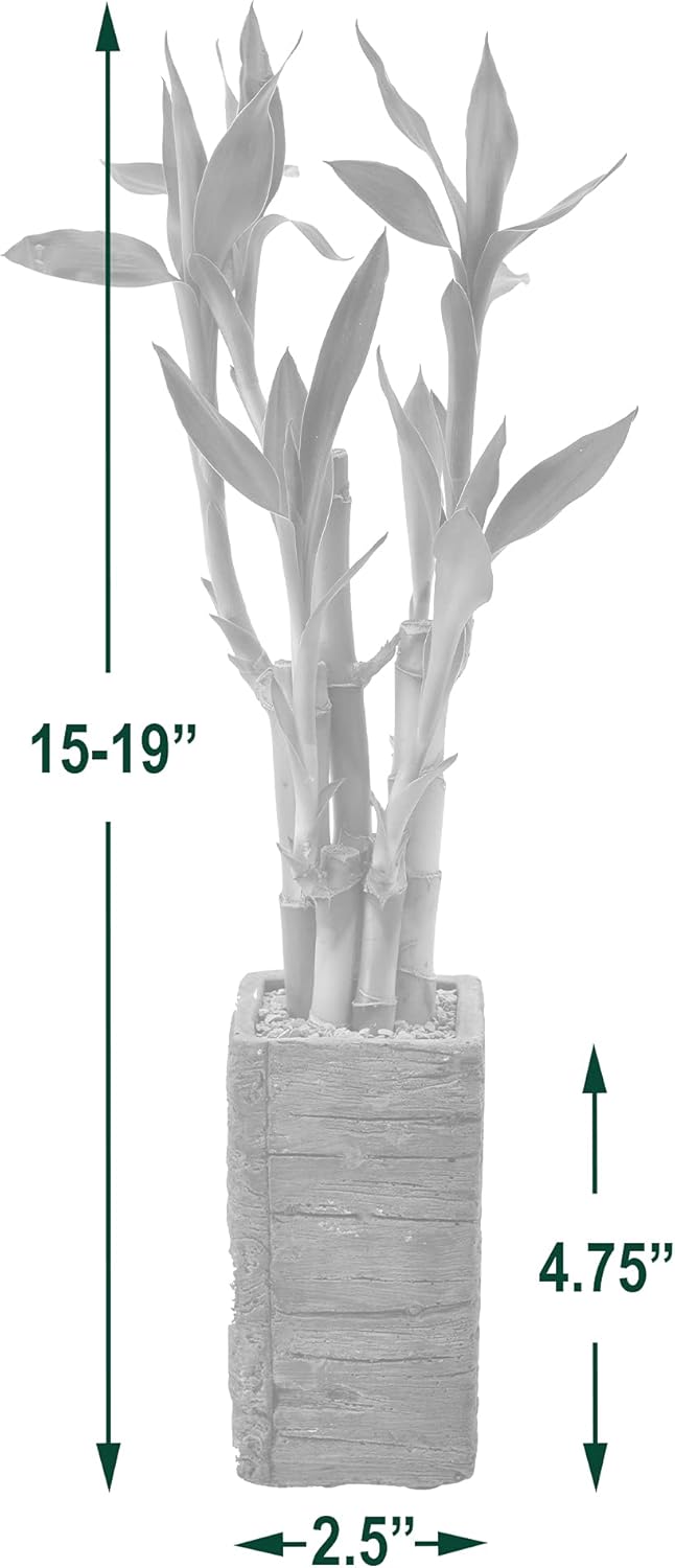 LV25 5-Stem Lucky Bamboo, Live Indoor Plant in Aged Wood Planter for Home, Work, or Gift, Dark ***Cannot Ship to Hawaii**