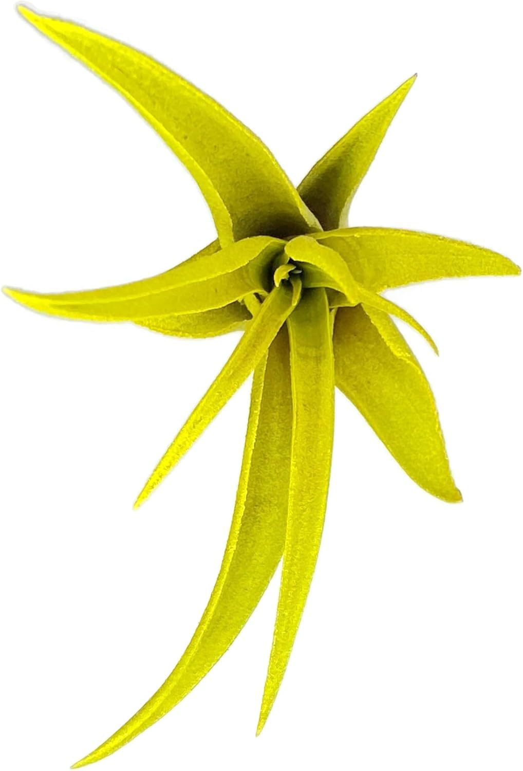 Colored Capitata Air Plant, Tillandsia Air Plant, Airplant, Air Purification, House Plant, Home Decor & Gift, Live Plant (Yellow)
