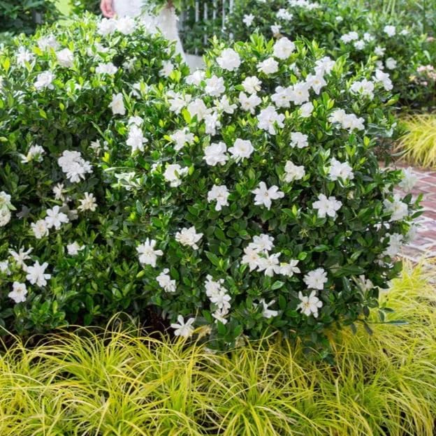 Gardenia Mystery - Gardenia Jasminoides. Hardy Evergreen Shrub with Large, Sweetly Fragrant White Flowers, Ideal for Landscaping and Container Gardening (2 Gardenia Mystery Plants in Sac)