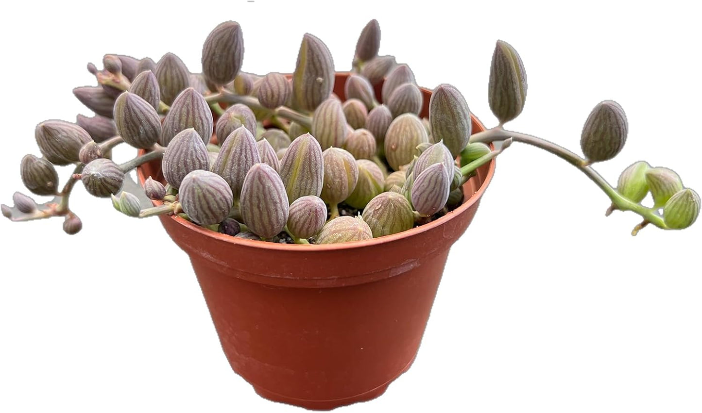 Live Succulents 'String of Watermelons' (4-inch), Succulent Plants Fully Rooted in Pots with Soil, Easy-Care House Plant for DIY, Home Office Decor, Wedding Party Favor