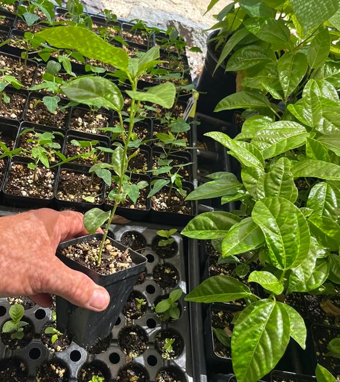 Lilikoi Yellow Passion Fruit Plant - Yellow Passion Fruit Vine - Live Plant