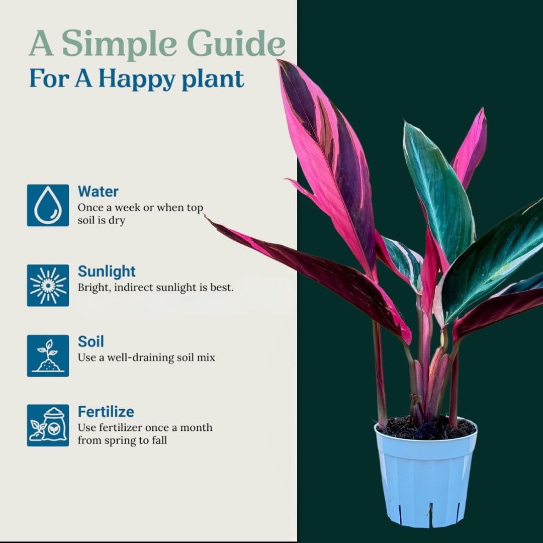 Stromanthe Triostar - Colorful Live Indoor Plant, Calathea Prayer Plant, Air Purifier & Elegant Home Decor, Ideal for Room Decor, Triostar Houseplant