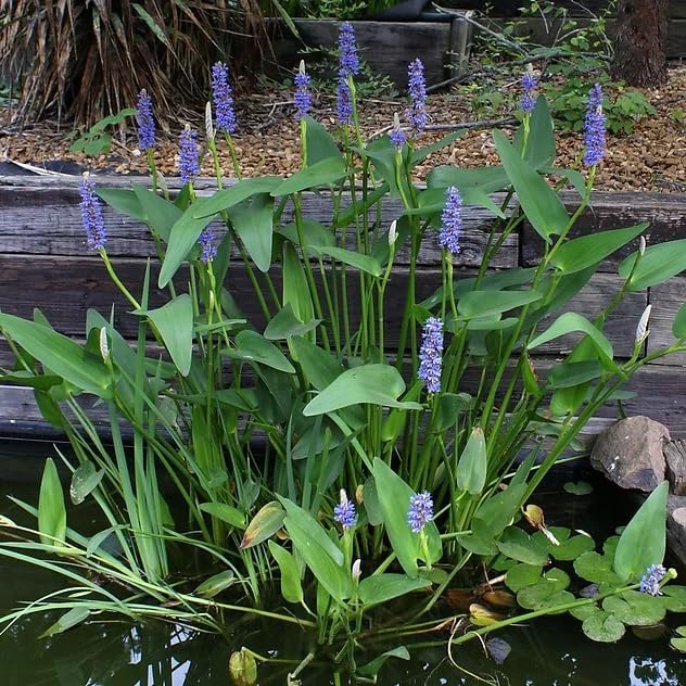 Pickerel Rush Live Pond Plant for Water Garden (Blue Pickerel Rush, 3)