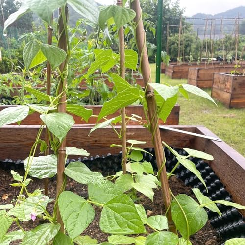 Bamboo Stakes 3ft, 50 Pack Garden Stakes, Bamboo Sticks for Plant