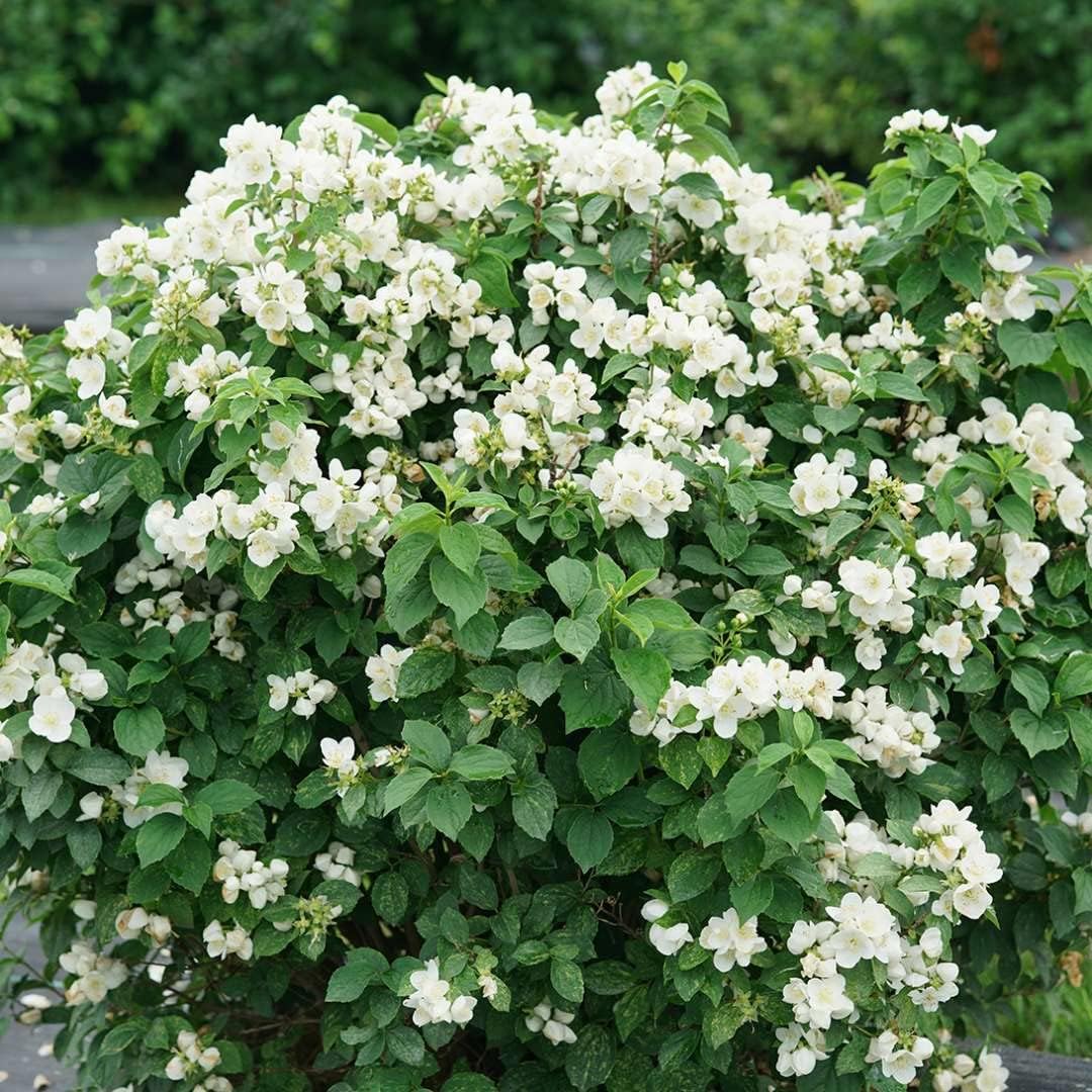 Illuminati Sparks™ Mock Orange - Philadelphus - Proven Winners - 4" Pot