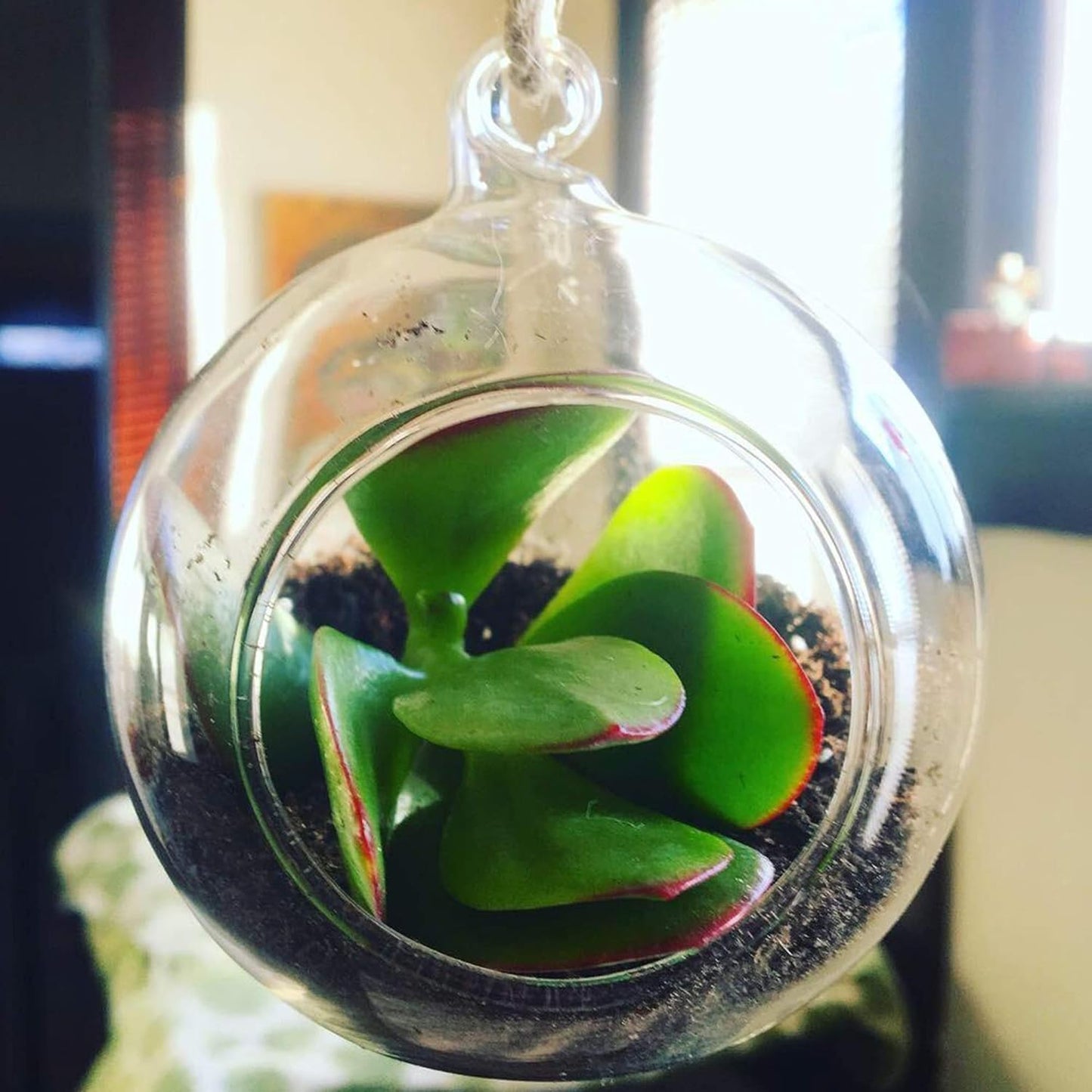 WGV Hanging Terrarium Globe, Width 3", Height 4", DIY Air Succulent Planter, Clear Glass Vase Orb with Flat Bottom, Candle Holder for Windowsill Outdoor Garden Decor, 12 Pieces Bulk