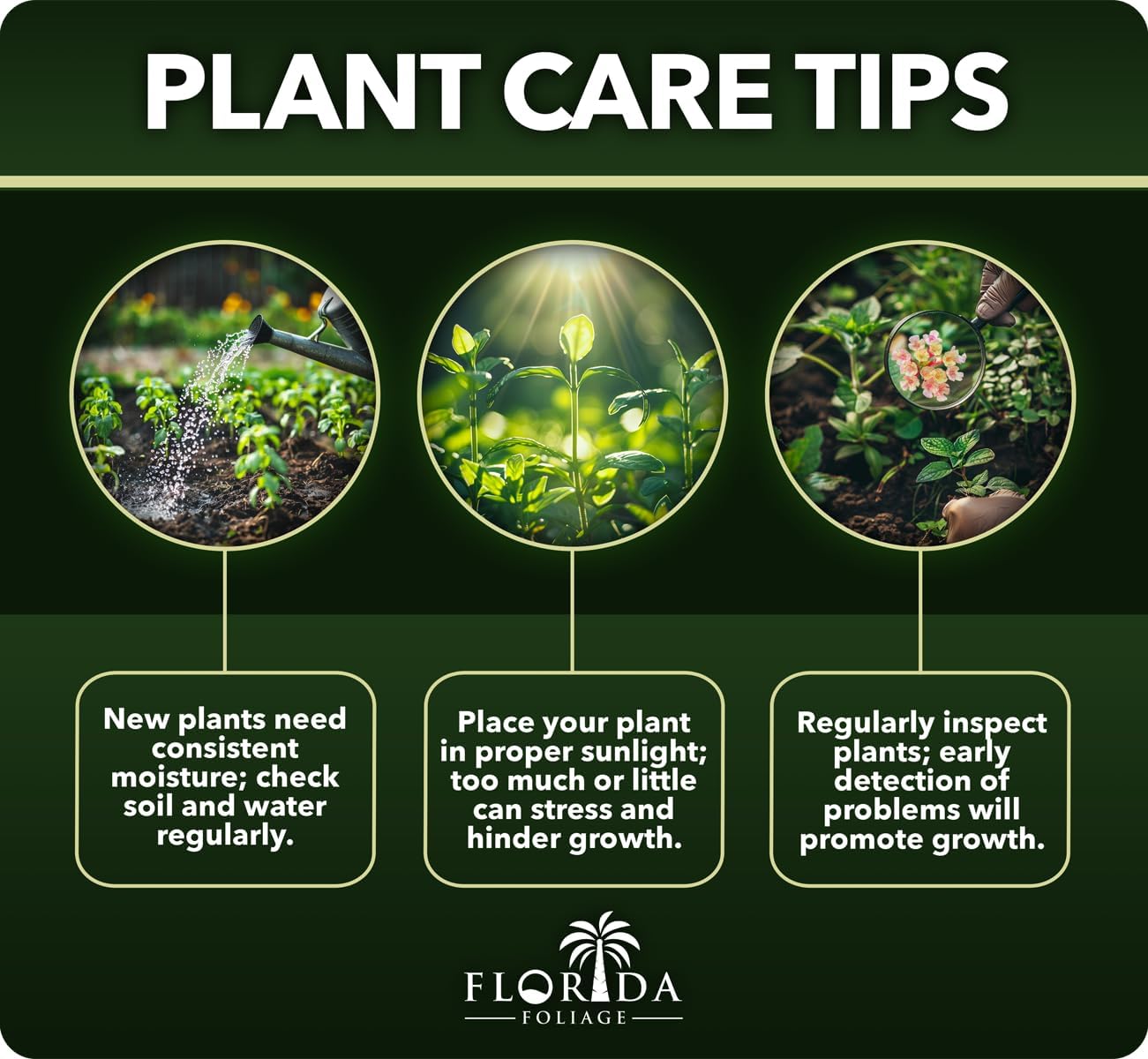 Dwarf Mondo Grass | 3 Live Plants | Ophiopogon Japonicus Nana | Lush Ground Cover | Shade Loving Low Maintenance Garden Solution | Ideal for Landscaping and Borders | Hardy and Evergreen