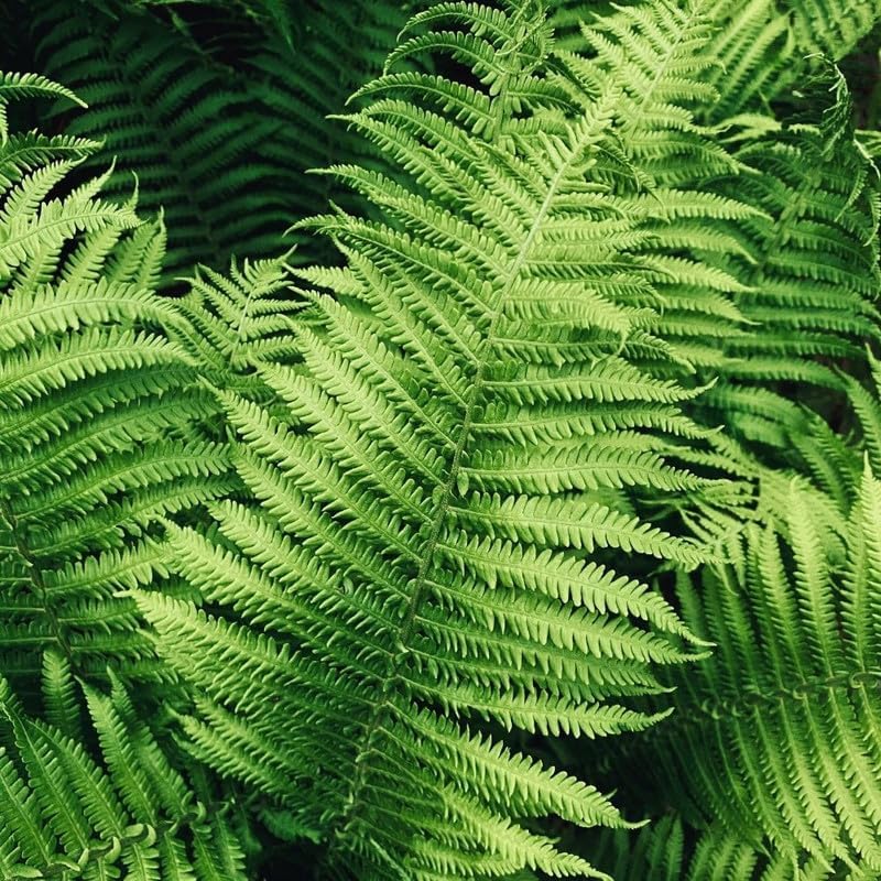 10 Lady Ferns Bare Roots, Ferns Live Plants Outdoor Indoor Planting, 4 to 6 Inc Tall Bare Roots