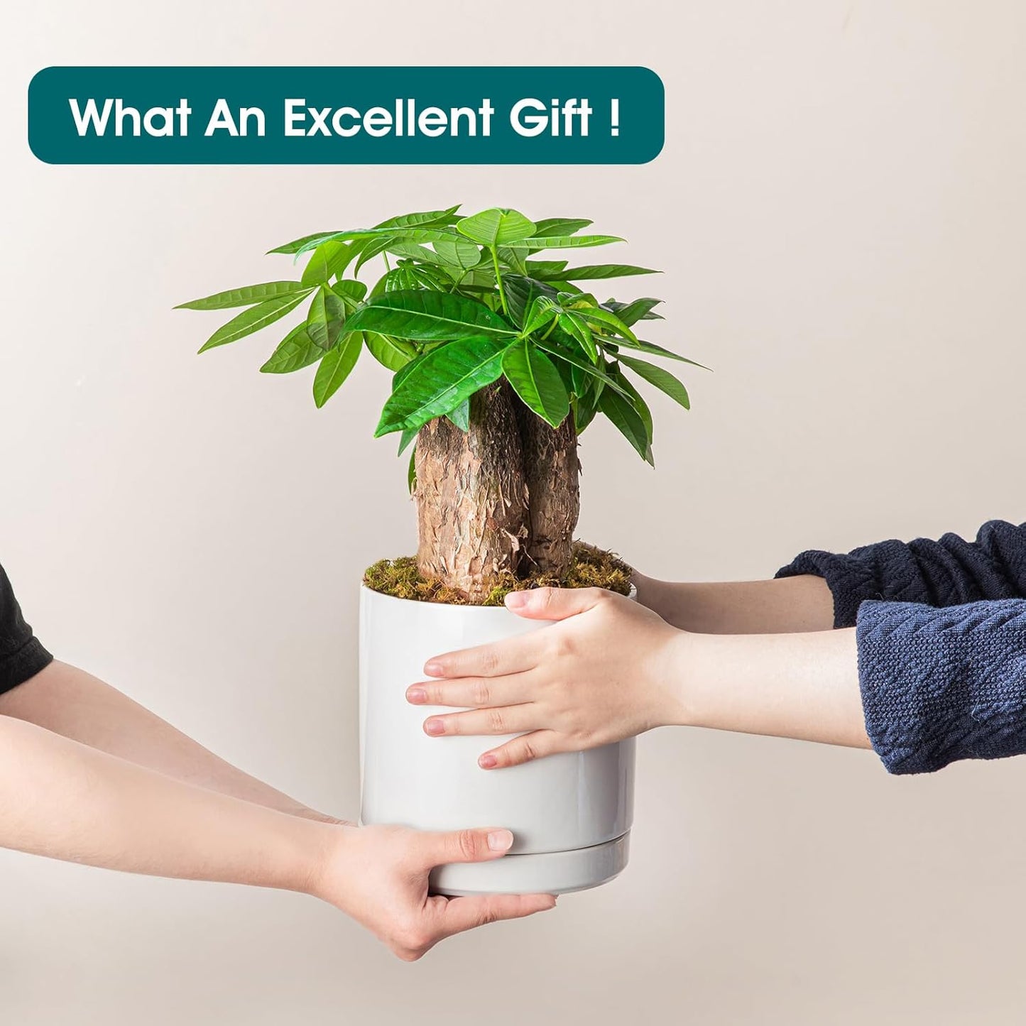 vancasso Ceramic Plant Pots, 3 Piece Planters for Indoor Plants, 4.25+5.25+6.25 Inch Flower Pots with Drainage, Plant Pots Indoor for Succulent, Pothos, Snake Plant and Money Tree, Etc (White)