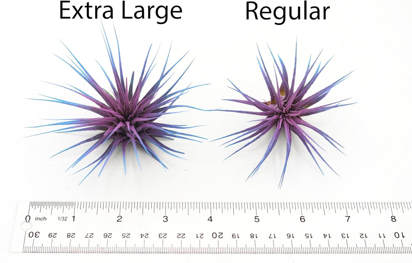 Dyed Tillandsia Ionantha Guatemala Enhanced Colored Colorful Air Plant Live Easy Care Indoor Outdoor Home Decor Gift Airplant by Awesome Industries Live Arrival Guaranteed (Light Blue)