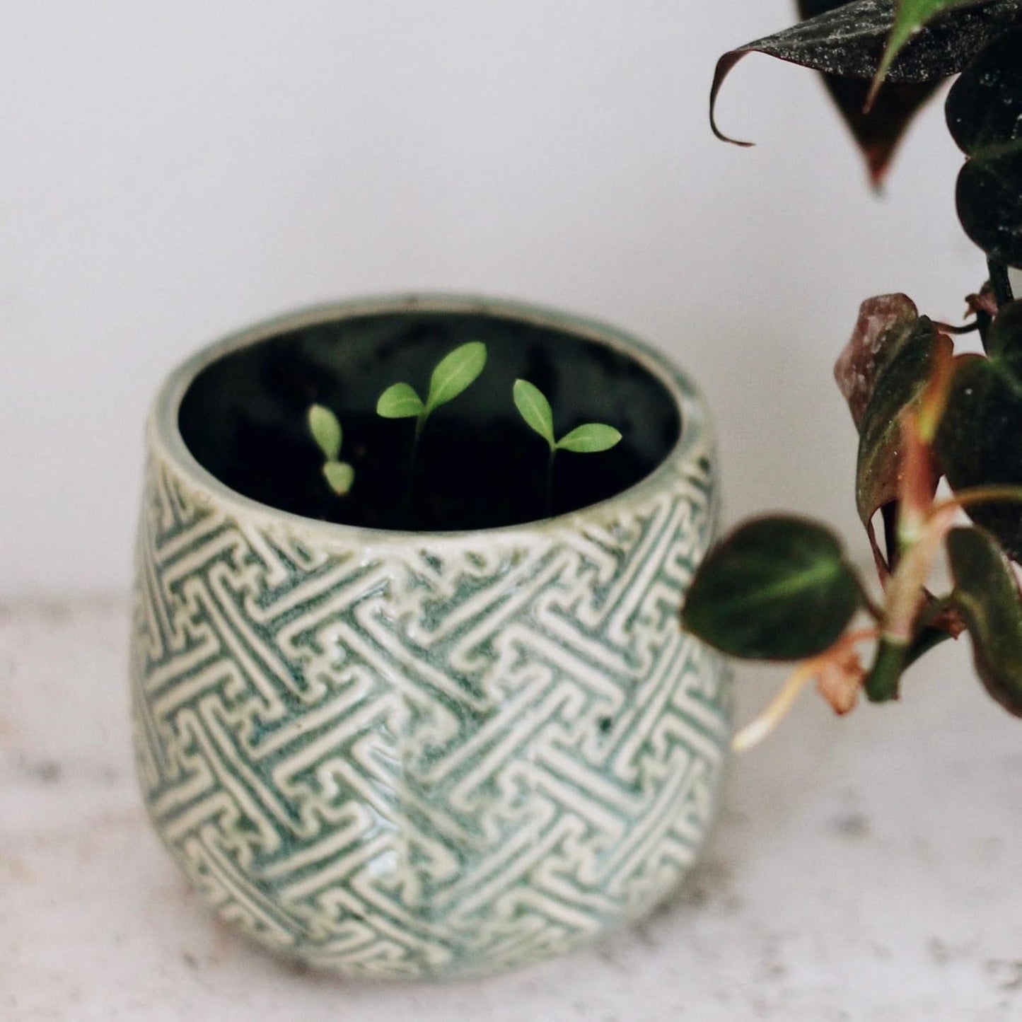 The Growing Candle, Lilac Scented Aromatherapy Candles, 10oz Pot, 100% Soy, Ida