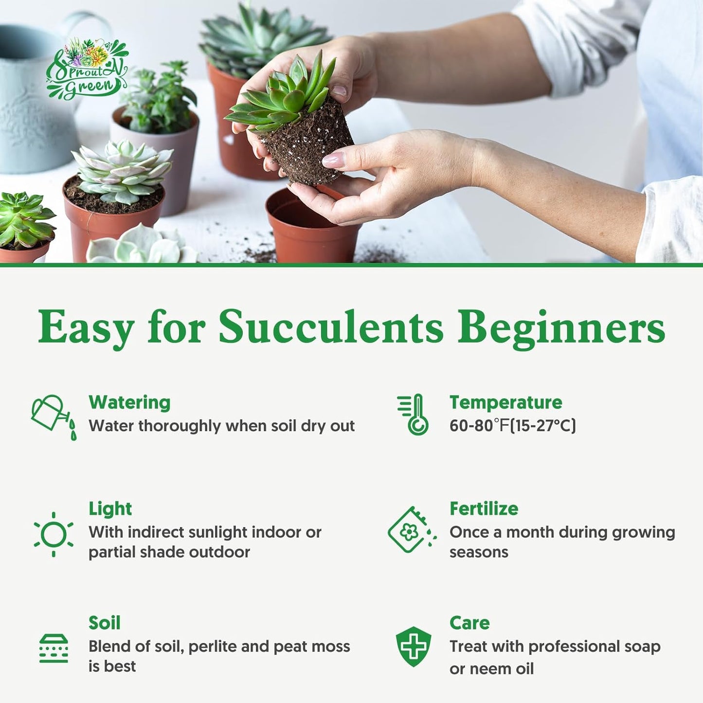 Sprout N Green Haworthiopsis fasciata 'Big Band', Live Succulent Fully Rooted in 4" Pots, Rare House Plant for Home Office Indoor Outdoor Wedding Decoration, DIY Projects, Party Favor