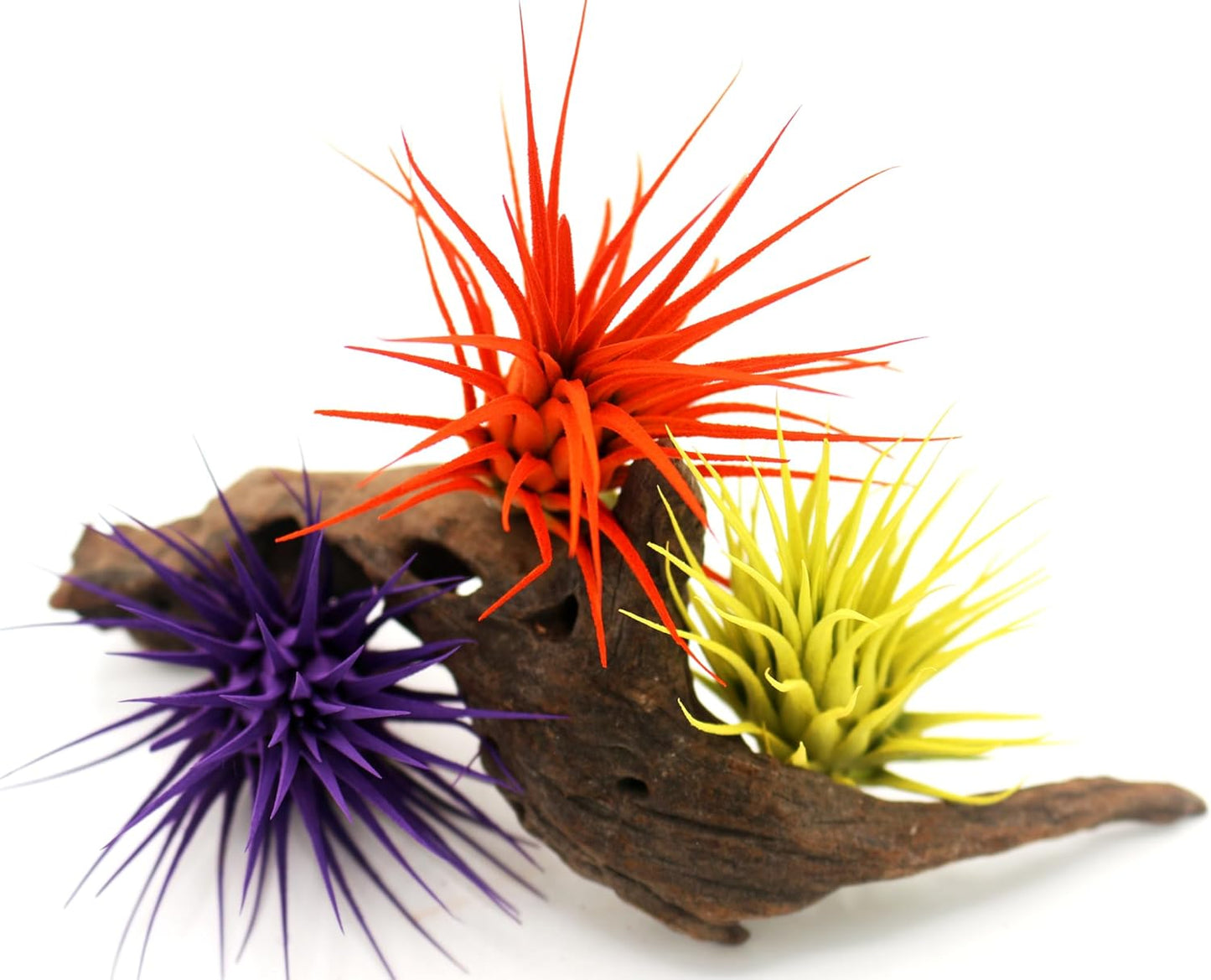 Live Extra Large Tillandsia Ionantha Guatemala Colorful Air Plant 3+ inch Enhanced Color Easy Care Indoor Outdoor Home Decor Gift Airplant by Awesome Industries (Yellow XL)