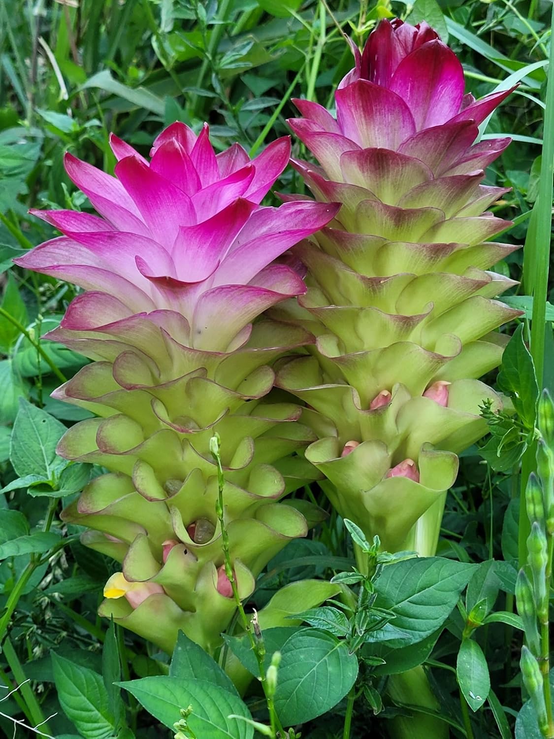 Pineapple Lily Bulb for Planting - Rare and Beautiful Lily to Grow (2 Bulbs)