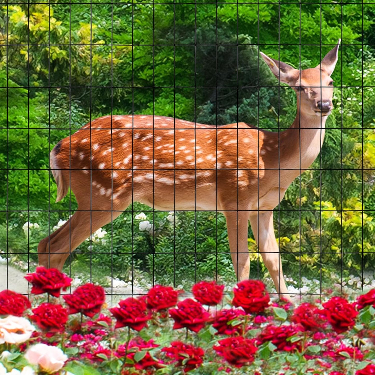 Black PVC Coated Welded Wire Fence 36 Inch x 50 Foot, 2 Inch x 4 Inch 15GA, Garden Border Fencing Roll Vinyl Coating Metal Wire Mesh Hardware Cloth for Yard Vegetable Plant Protection