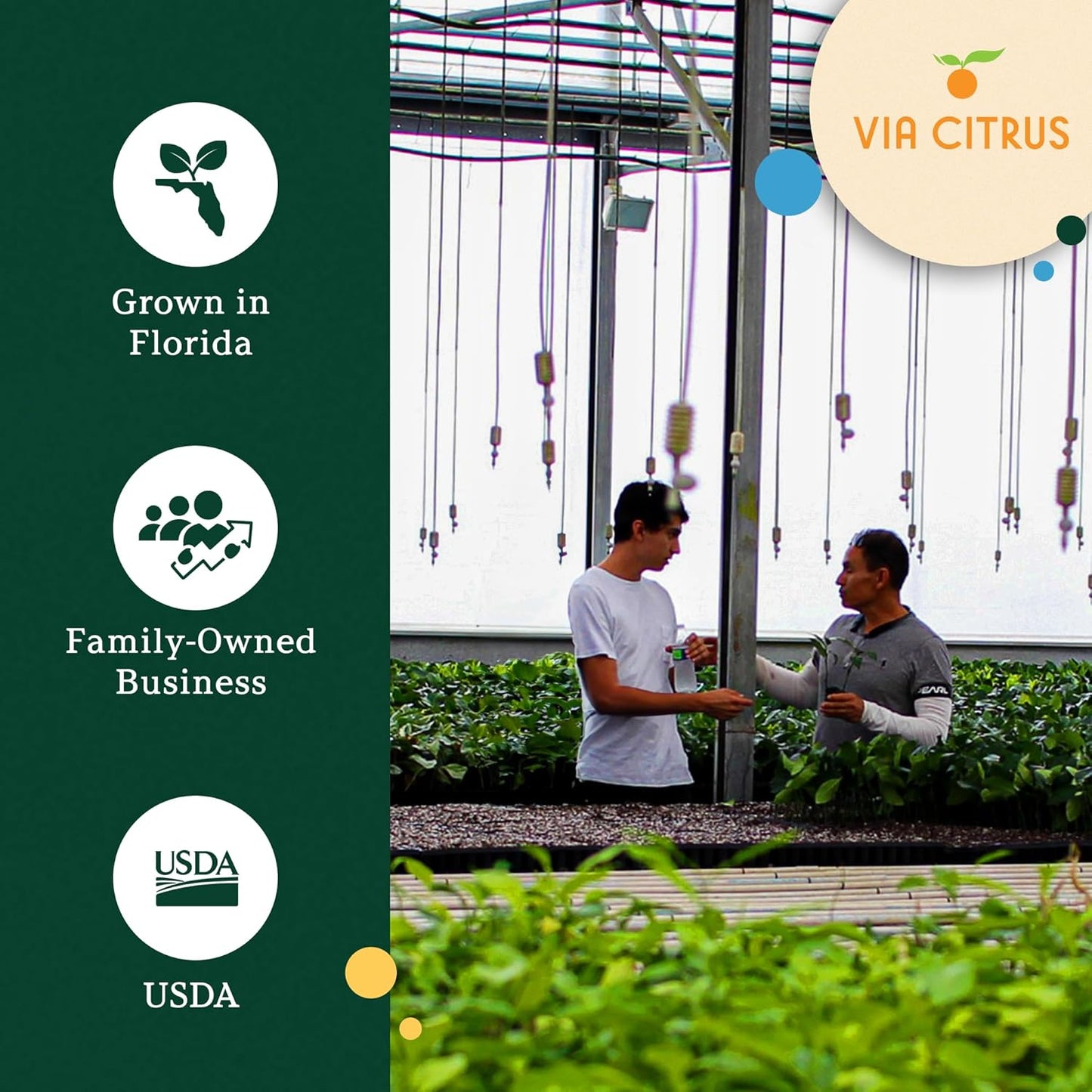 Calamondin Trees Live Plants Outdoor Plant - Dwarf Calamondin Tree Cannot Ship: CA, AZ/TX/LA – Patio Fruit Plant, Real Citrus Tree Pot, Indoor Fruit Trees Live Plants by Via Citrus