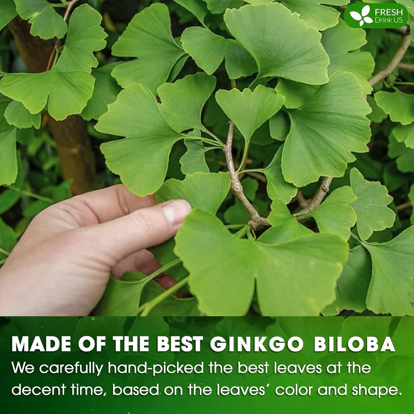 FreshDrinkUS, Premium 75 Ginkgo Biloba Leaf Tea Bags, 100% Natural & Pure from Ginkgo Biloba Leaves. Loose Leaf Herbal Tea. Made with Eco-Conscious Tea Bags. No Sugar, No Caffeine, No Gluten, Vegan.