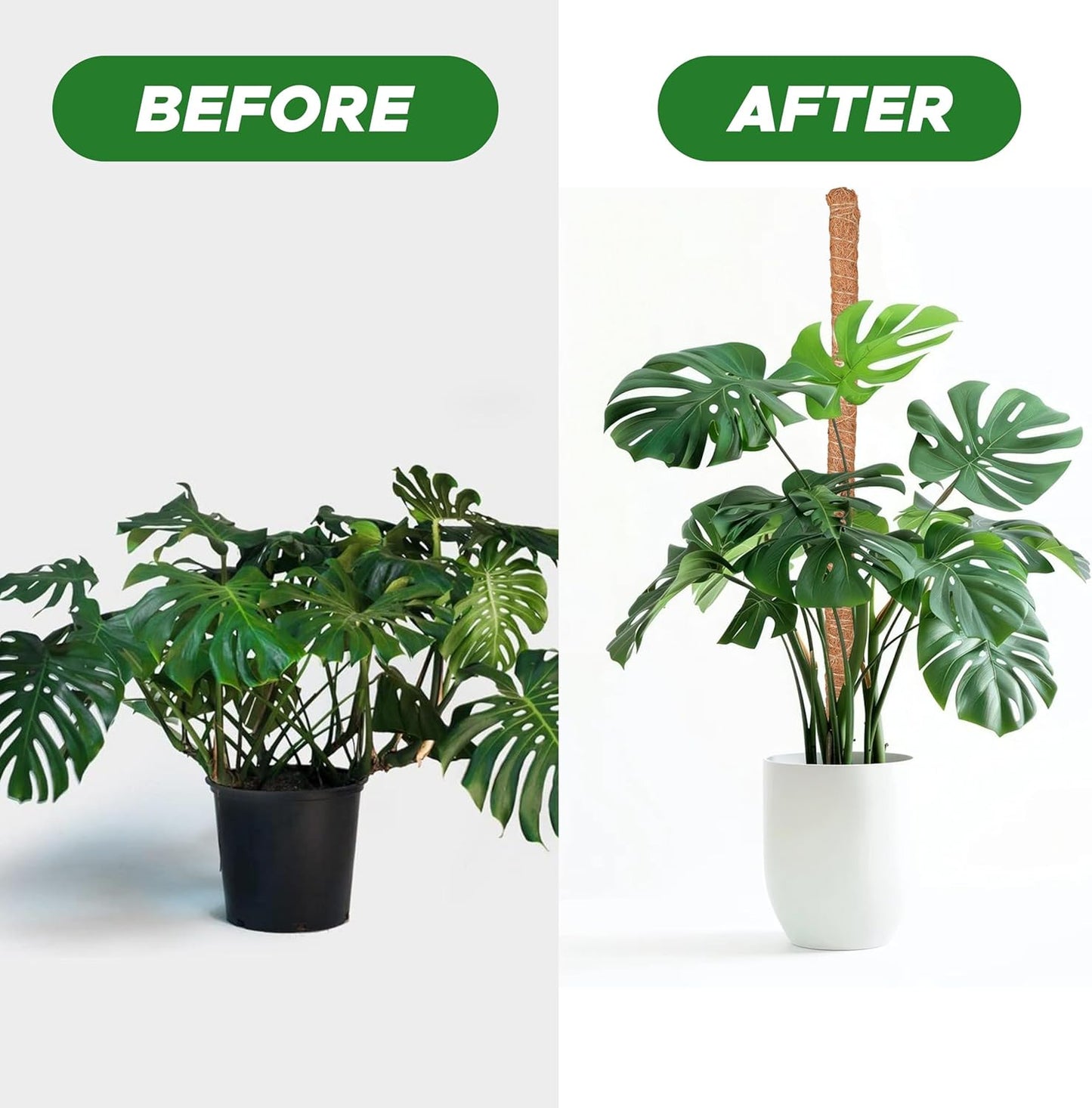 EcoNour Tall Moss Pole for Plants (1-Pack) 48-Inch | Large Monstera Plant Support for Climbing and Growth | Elevate Your Indoor Garden | Tall Plant Support for Indoor Potted Plants to Grow Upwards