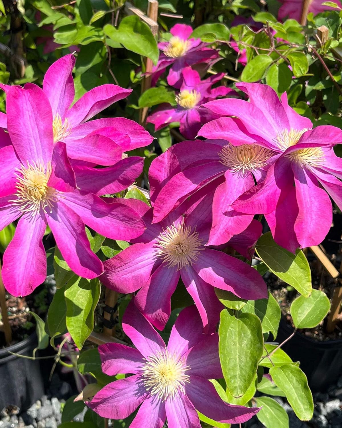 Perennial Farm Clematis 'Pink Champagne' Hybrid – Live Flowering Vine in 4 Quart Container, Large Rose-Pink Blooms with Contrasting Centers, Long Blooming, Ideal for Trellises, Arbors & Containers