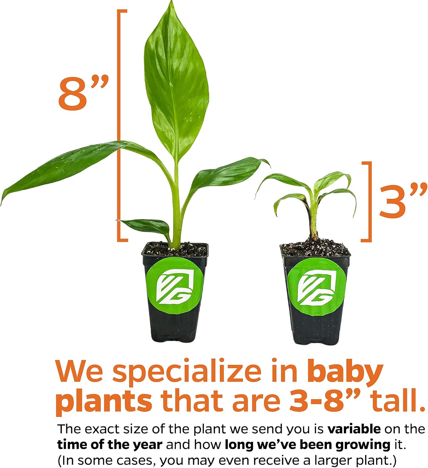 Little Prince Banana - Musa 'Little Prince' by Wellspring Gardens - Ornamental Tropical Beauty for Container Gardening and Indoors - Small Banana Live Plant