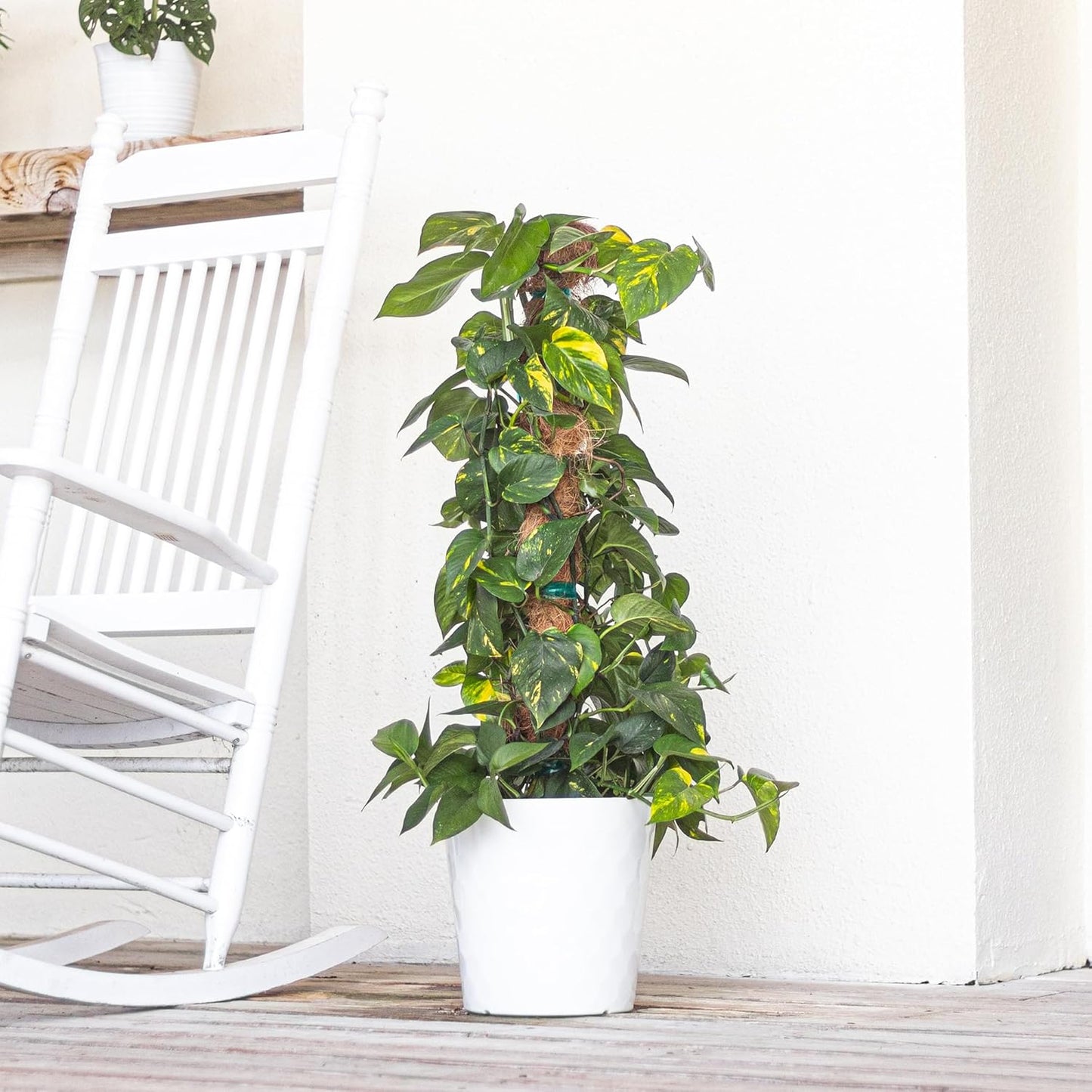 United Nursery Golden Pothos Totem – 10-Inch Pot – 38–42” Tall – Indoor Climbing Houseplant with Heart-Shaped Variegated Leaves – Easy-Care, Air-Purifying Tropical Plant for Home or Office Decor