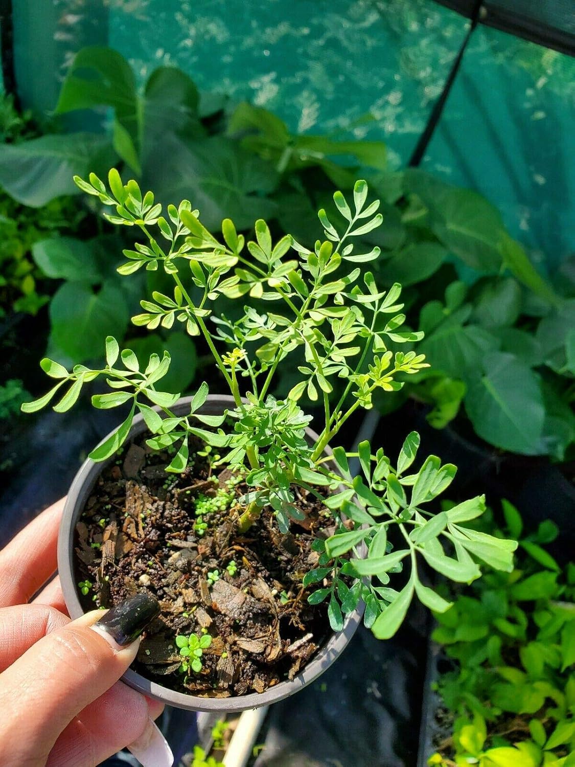 Ruda Plant Common Rue Ruta graveolens Herb of Grace 5 to 7 inches Tall