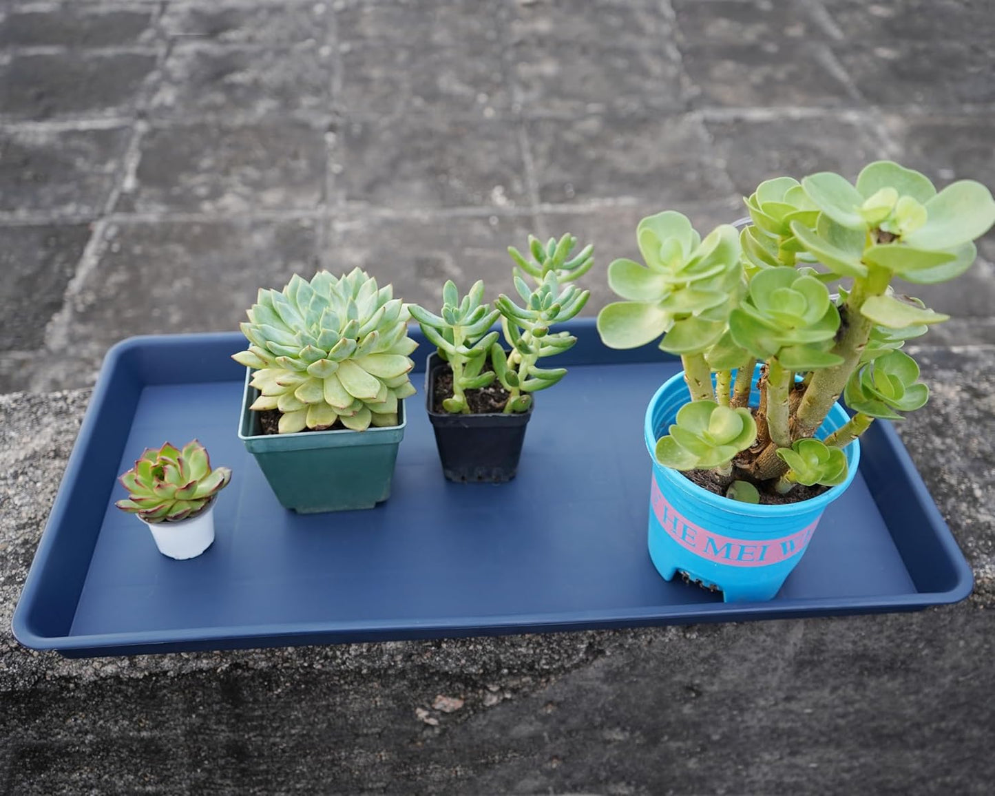 Plant Growing Trays 2 Pack, Plant Tray, 14.5"x11", Heavy Sturdy Plastic Plant Saucer Seed Trays, Seedling Starter Tray, Plant Drip Trays for Indoors, Seed Starter Growing Tray (Blue)