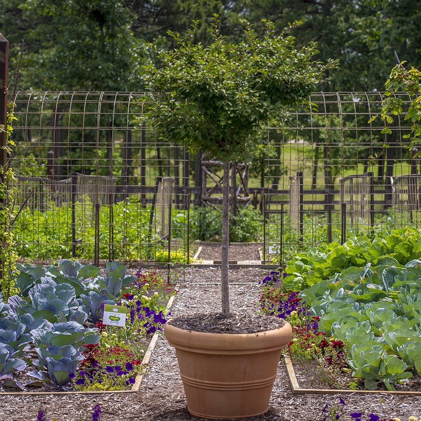 Crescent Garden Brunello Classic Rolled Rim Planter Pot, Indoor/Outdoor Weather-Safe Round Plant Pot, 16'' (Terracotta Color)