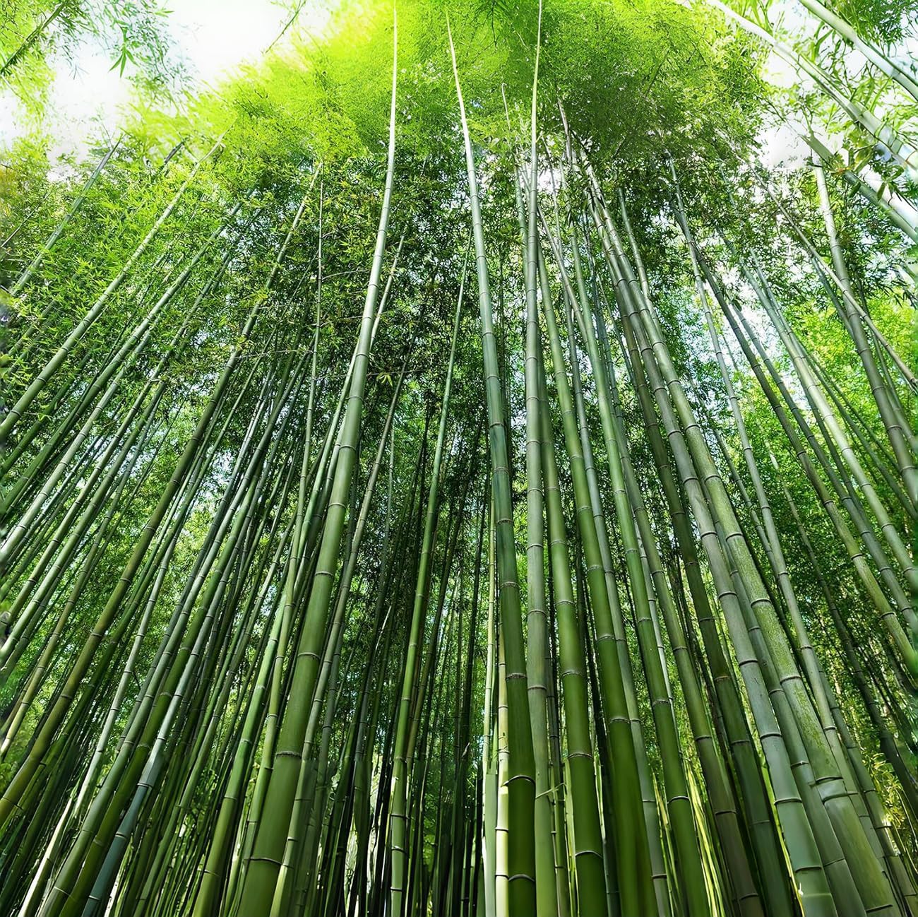 300+ PCS Green Bamboo Seeds for Planting Exotic Bamboo Seed Fast Growing Giant Bamboos Privacy Screen