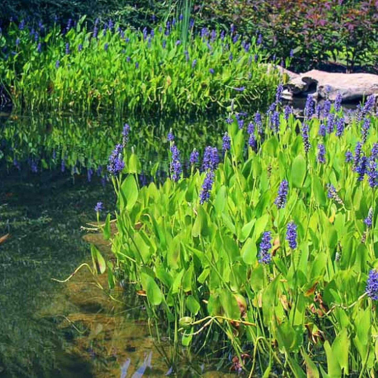 Pickerel Rush Live Pond Plant for Water Garden (Blue Pickerel Rush Live, 1)