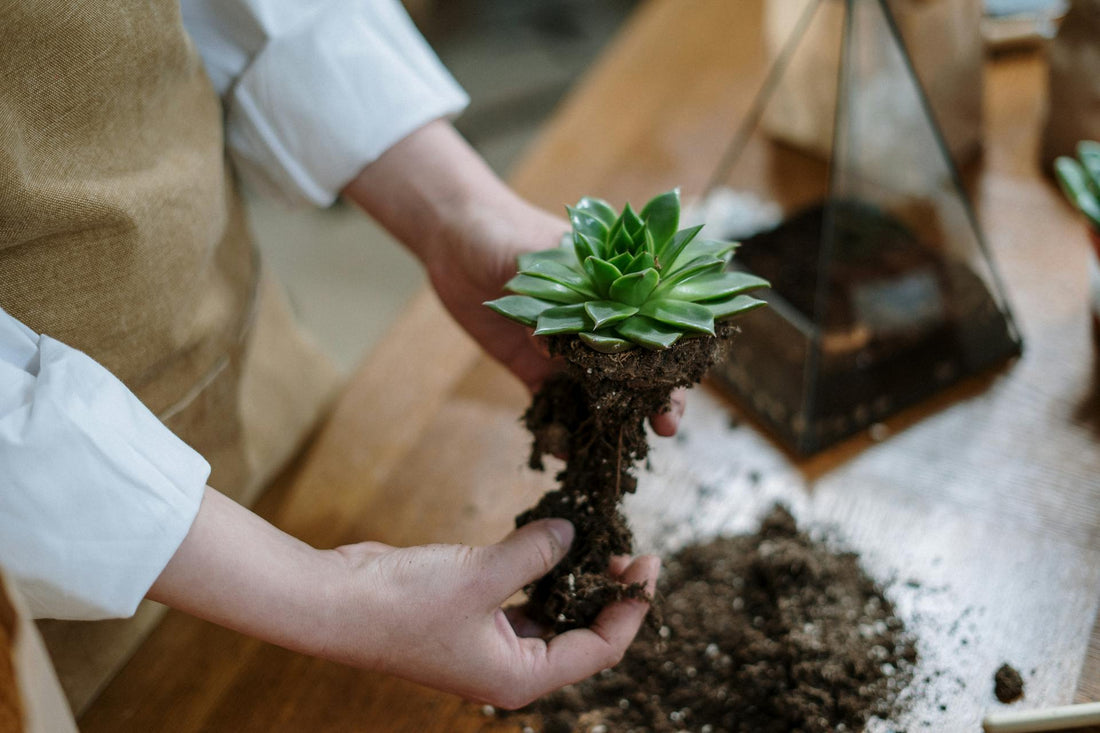 How to Keep Your Plants Healthy: Watering, Sunlight, and Soil Tips from GrowJoy Experts