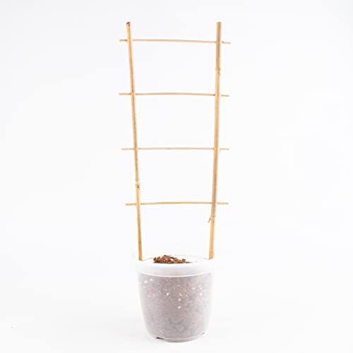 Avalution 10 Pack Natural Bamboo Trellis for Climbing Plants 16" Outdoor Garden Ladder Trellis, Fan -Shaped Plant Support Trellis for Potted Plant