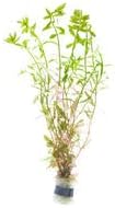 Live Aquarium Stem Plants - Freshwater Aquatic Plant for Fish Tanks, Aquascaping - (Rotala Ceylon, 1 Bunch)