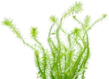 Live Aquarium Stem Plants - Freshwater Aquatic Plant for Fish Tanks, Aquascaping - (Mayaca Fluviatilis, 4 Bunches)