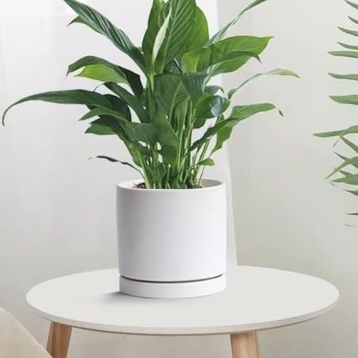 2 Pack Ceramic Plant Saucer Pot Tray 8 Inch, Planter Saucers 4 5 6 7 8 9 10 11 12 Inch for Indoors Outdoor, Durable Sturdy Flower Drainage Tray for Glazed Pots Base (8.5 Inch White)