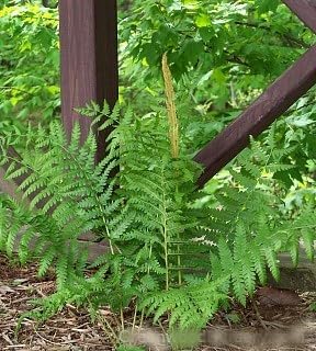 Greenwood Nursery: Live Perennial Plants - Cinnamon Fern + Osmundastrum Cinnamomeum - [Qty: 3X Pint Pots] - (Click for Other Available Plants/Quantities)
