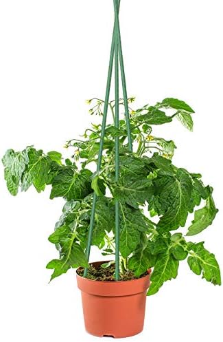 Sunnyglade 50 PCS 48" Plant Stakes Garden Tomato Sticks for Outdoor Plants