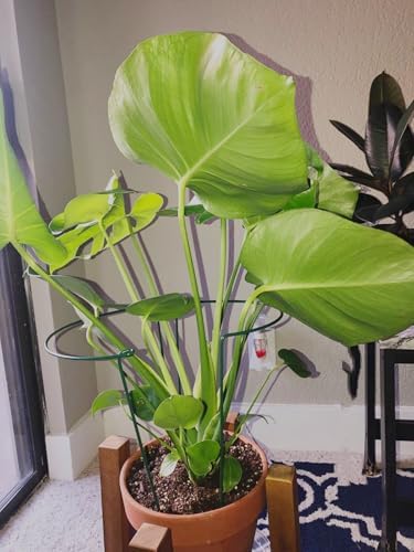 6 Pack 13.8 Inch High Plant Stake,Garden Plant Support,Half-Round Peony Cage Plant Ring Hoop